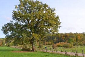 Le Chêne du cimetière