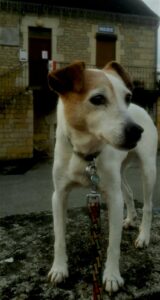 La gardienne courlanaise