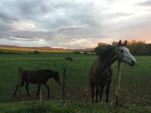 Les chevaux courlannais